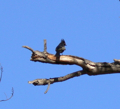 Phainopepla nitens