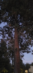 Pinus