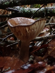 Lactifluus gerardii