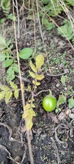 Solanum demissum
