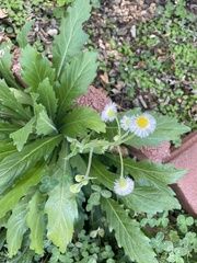 Erigeron strigosus