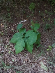 Quercus muehlenbergii