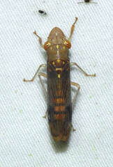 Dichrophleps nielsoni