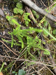 Dielsiodoxa lycopodioides