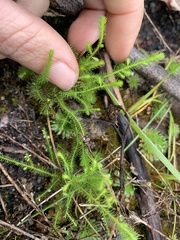 Dielsiodoxa lycopodioides