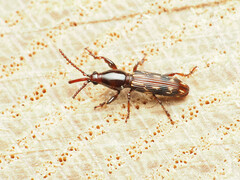 Arrhenodes minutus