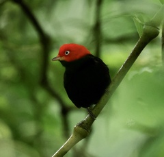 Ceratopipra mentalis