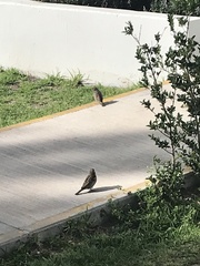 Passer domesticus