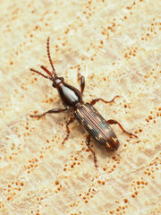 Arrhenodes minutus