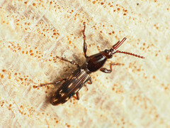 Arrhenodes minutus