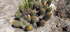 Coryphantha octacantha
