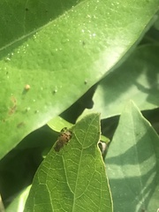 Campiglossa sororcula