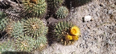 Coryphantha octacantha