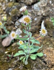 Erigeron nivalis