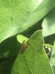 Campiglossa sororcula