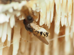 Mycodrosophila claytonae