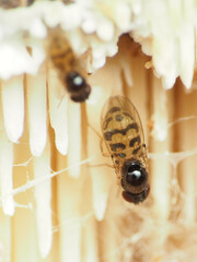 Mycodrosophila claytonae