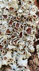 Punctelia bolliana