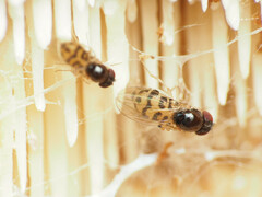 Mycodrosophila claytonae