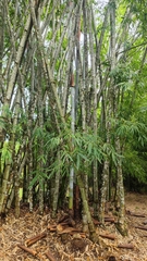 Dendrocalamus giganteus