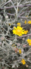 Senecio mairetianus