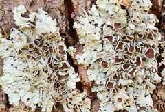 Punctelia bolliana