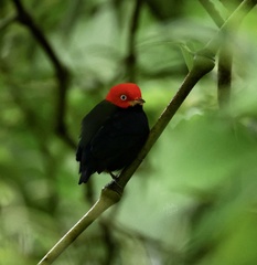 Ceratopipra mentalis