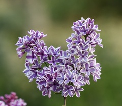 Syringa