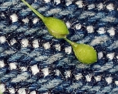 Kellochloa verrucosa