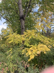 Phellodendron amurense