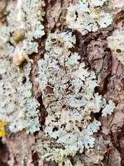 Punctelia bolliana
