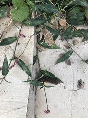 Persicaria longiseta