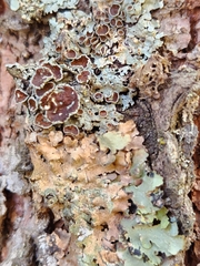 Punctelia bolliana