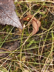 Eleocharis acicularis