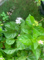 Jasminum