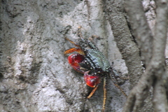 Goniopsis pulchra