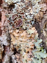 Punctelia bolliana