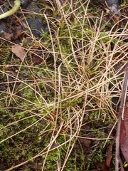 Eleocharis acicularis