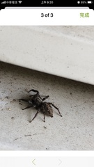 Plexippus paykulli