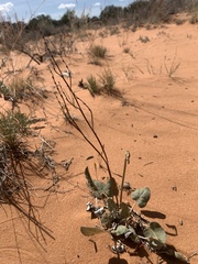 Eriogonum zionis