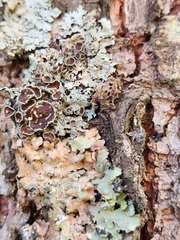 Punctelia bolliana