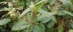 Miconia ibaguensis