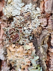 Punctelia bolliana