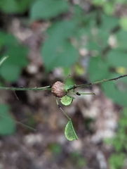 Neolasioptera desmodii