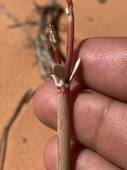 Eriogonum zionis