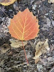 Populus