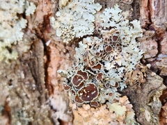 Punctelia bolliana