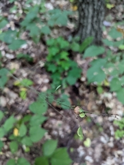 Neolasioptera desmodii