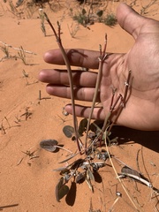 Eriogonum zionis