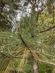 Pinus nigra